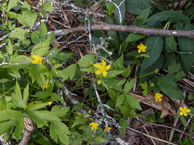 Ranunculus hispidus var. nitidus (Bristly buttercup) #66557
