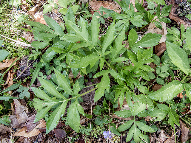 Rudbeckia laciniata (Green-headed coneflower) #66559