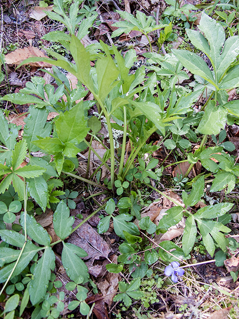 Rudbeckia laciniata (Green-headed coneflower) #66560
