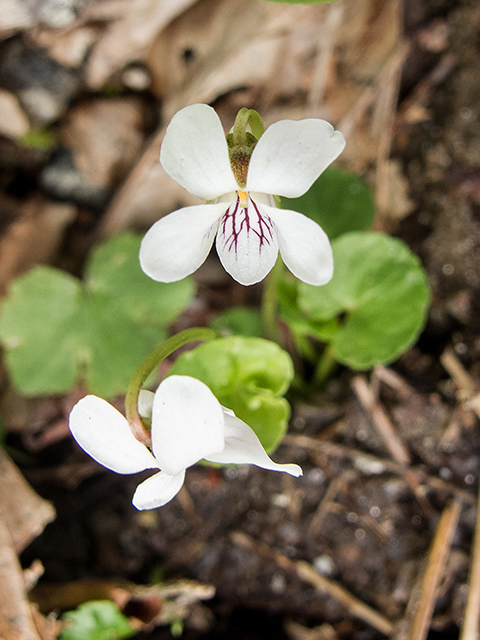Viola blanda (Sweet white violet) #66569