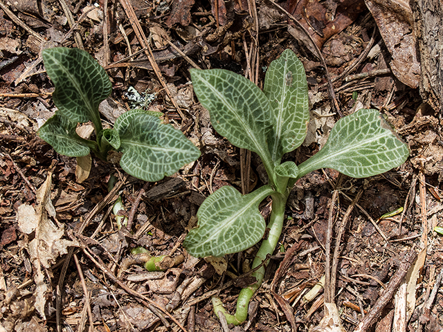 Goodyera pubescens (Downy rattlesnake plantain) #66594