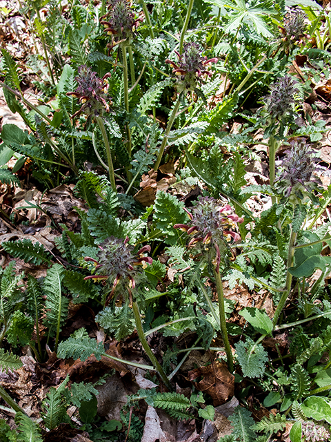 Pedicularis canadensis (Canadian lousewort) #66604