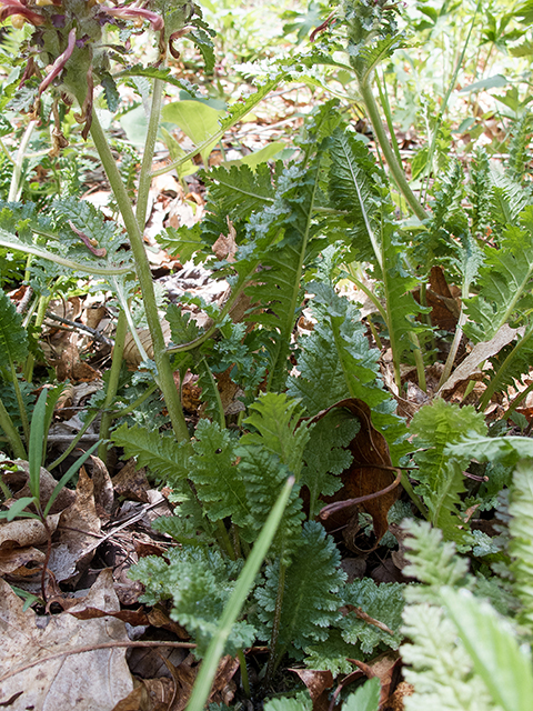 Pedicularis canadensis (Canadian lousewort) #66605