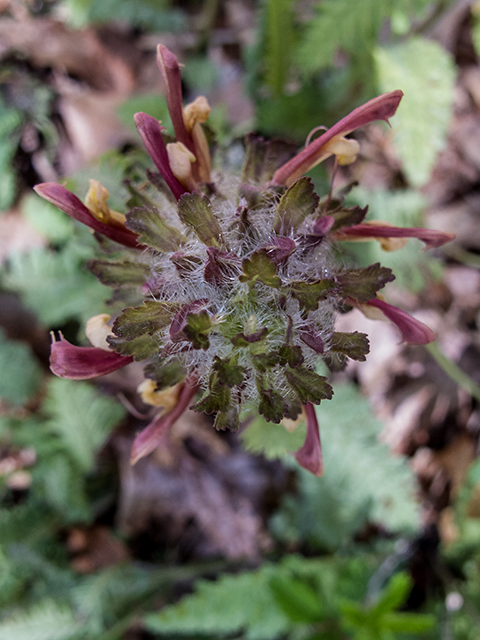 Pedicularis canadensis (Canadian lousewort) #66609