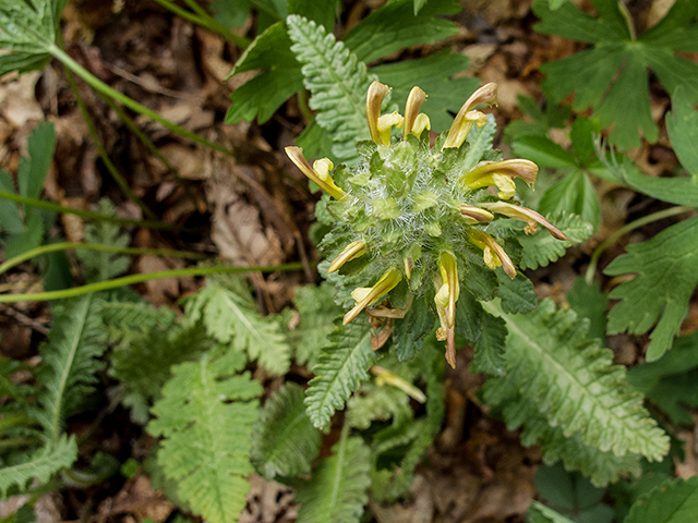 Pedicularis canadensis (Canadian lousewort) #66610