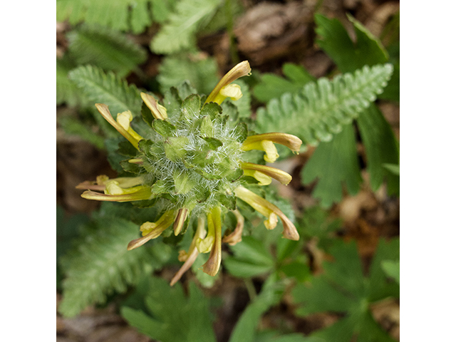 Pedicularis canadensis (Canadian lousewort) #66611