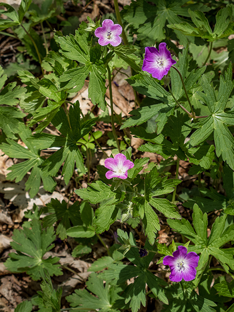 Geranium maculatum (Spotted geranium) #66613