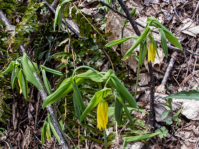 Uvularia grandiflora (Largeflower bellwort) #66621