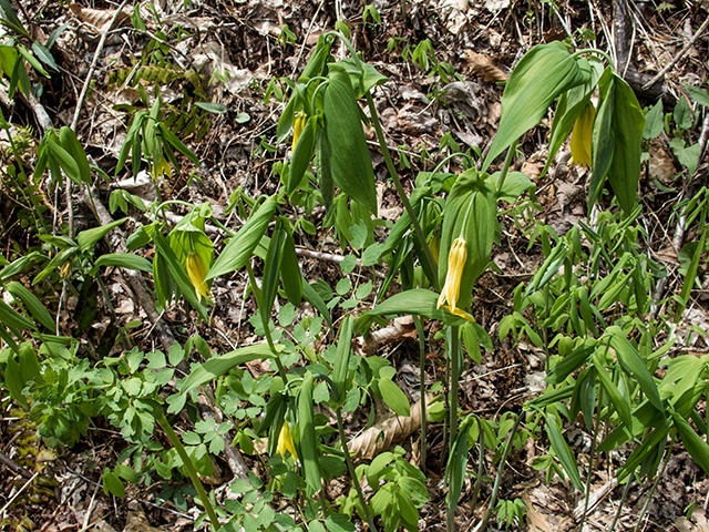 Uvularia grandiflora (Largeflower bellwort) #66622