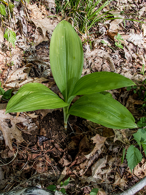 Veratrum parviflorum (Appalachian bunchflower) #66638