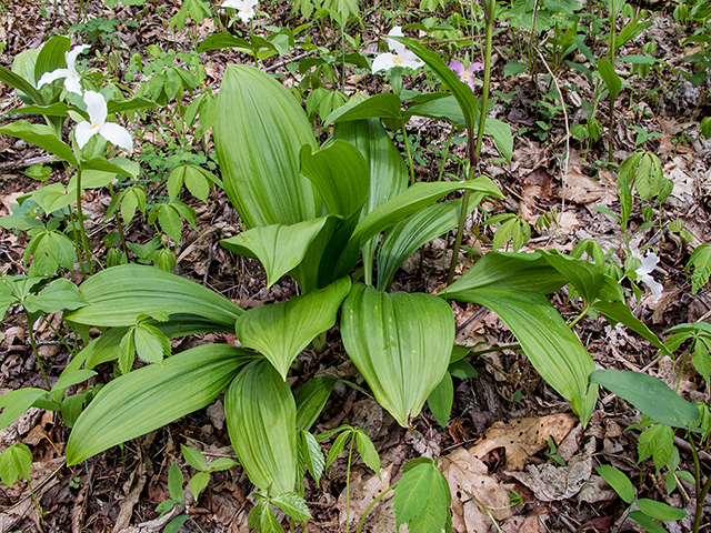 Veratrum parviflorum (Appalachian bunchflower) #66640