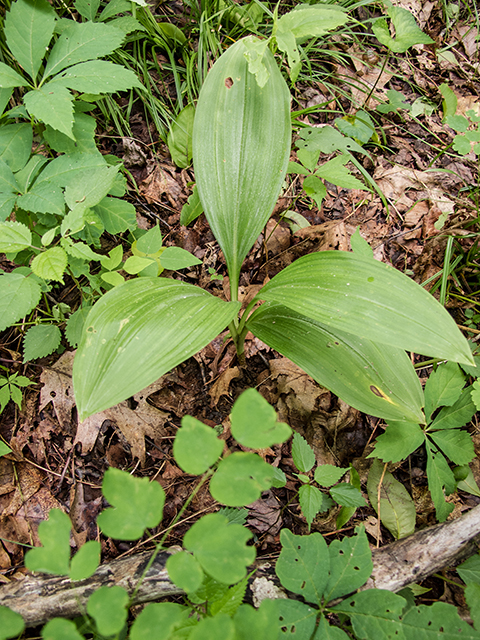 Veratrum parviflorum (Appalachian bunchflower) #66678