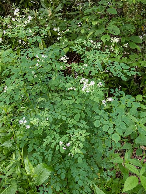 Thalictrum pubescens (King of the meadow) #66690