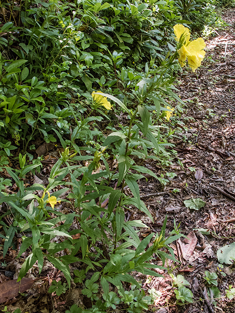 Oenothera fruticosa (Narrowleaf evening-primrose) #66707