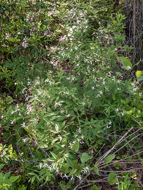 Gillenia trifoliata (Bowman's root) #66711