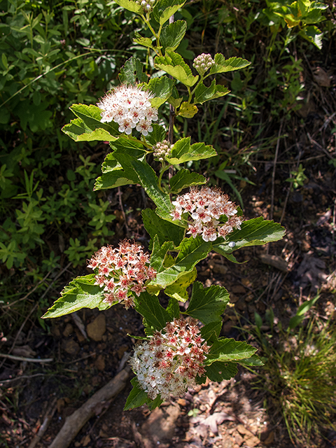 Physocarpus opulifolius (Common ninebark) #66725