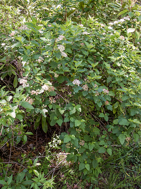 Physocarpus opulifolius (Common ninebark) #66734