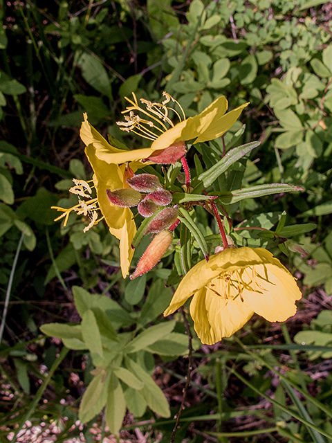 Oenothera fruticosa (Narrowleaf evening-primrose) #66736