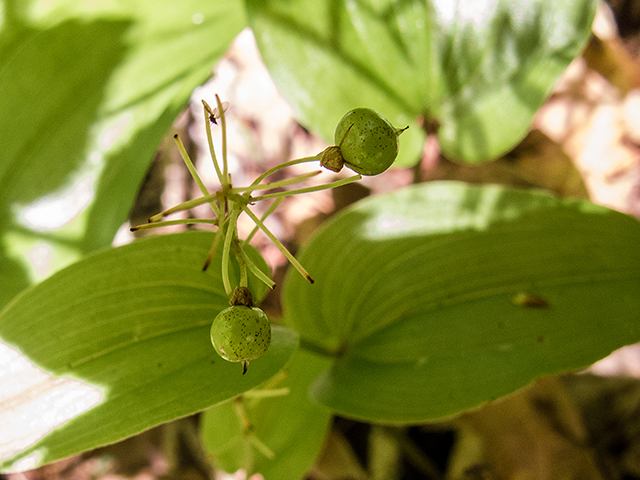 Maianthemum canadense (Canada mayflower) #66766