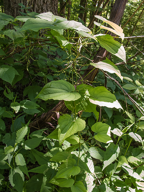 Dioscorea villosa (Wild yam) #66770