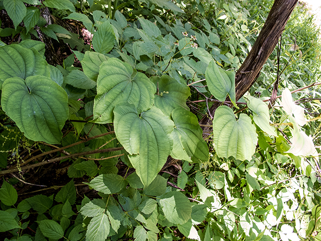 Dioscorea villosa (Wild yam) #66771