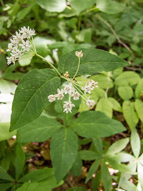 Asclepias quadrifolia (Fourleaf milkweed) #66776
