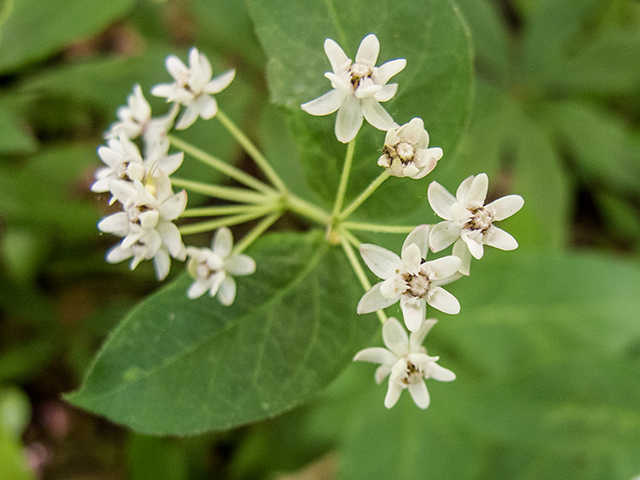 Asclepias quadrifolia (Fourleaf milkweed) #66777