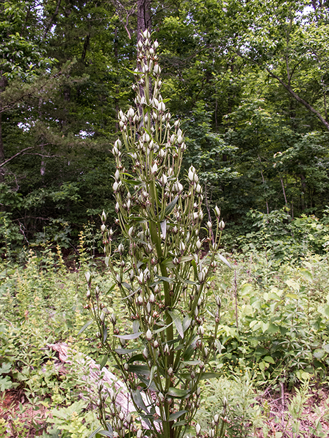 Frasera caroliniensis (American columbo) #66794
