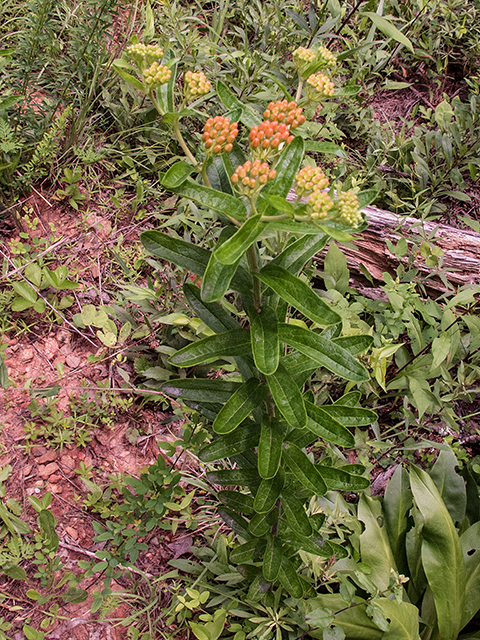 Asclepias tuberosa (Butterflyweed) #66797