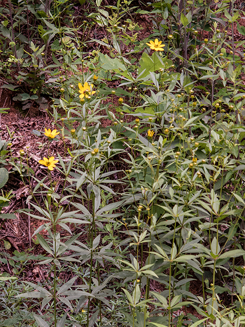 Coreopsis major (Greater tickseed) #66800