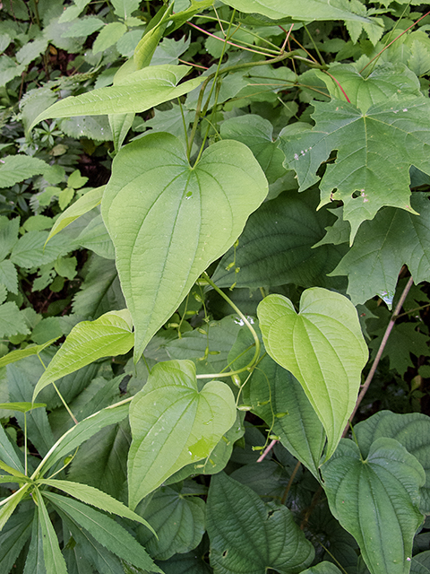 Dioscorea villosa (Wild yam) #66801