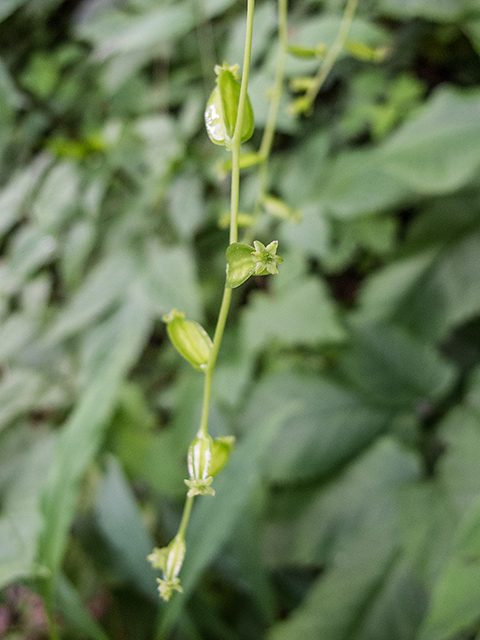 Dioscorea villosa (Wild yam) #66802