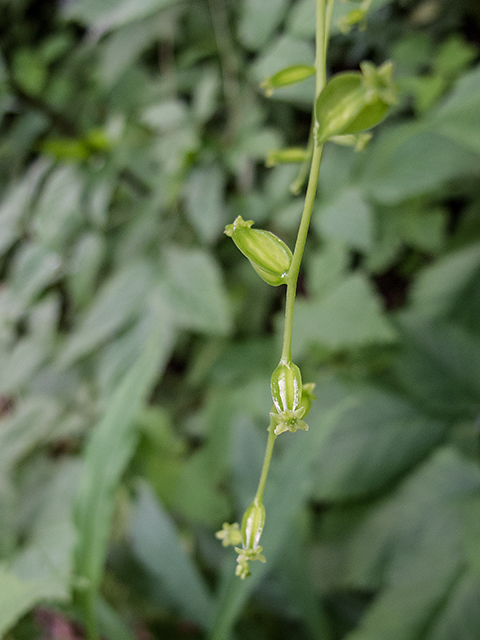 Dioscorea villosa (Wild yam) #66803