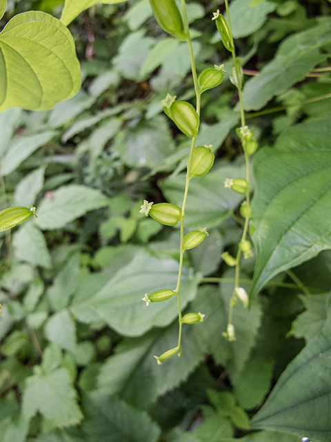 Dioscorea villosa (Wild yam) #66804