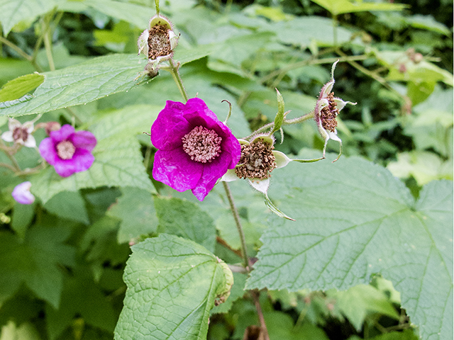 Rubus odoratus (Purple-flowering raspberry) #66811