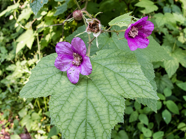 Rubus odoratus (Purple-flowering raspberry) #66812
