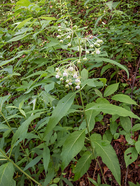Asclepias exaltata (Poke milkweed) #66818