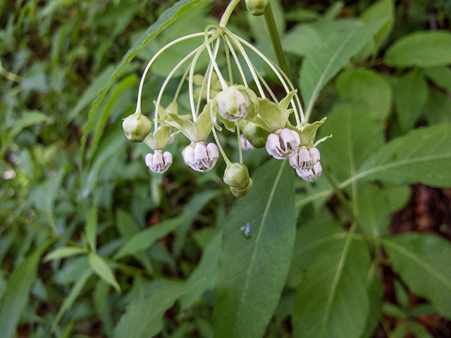 Asclepias exaltata (Poke milkweed) #66819