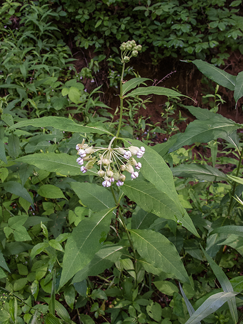 Asclepias exaltata (Poke milkweed) #66820