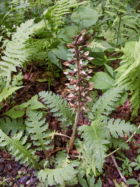 Pedicularis canadensis (Canadian lousewort) #66823