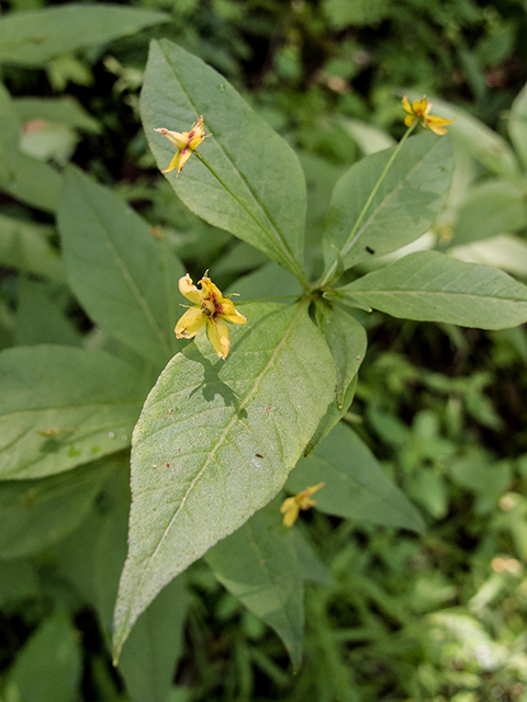 Lysimachia quadrifolia (Whorled yellow loosestrife) #66835