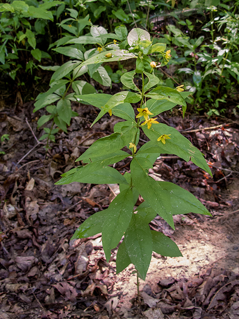 Lysimachia quadrifolia (Whorled yellow loosestrife) #66838