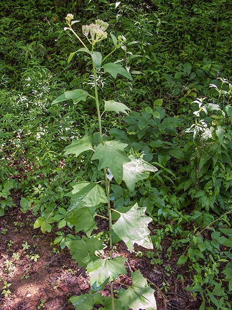 Arnoglossum atriplicifolium (Pale indian plantain) #66840