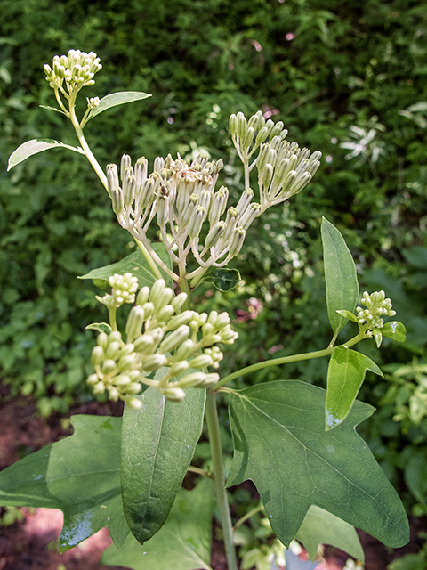 Arnoglossum atriplicifolium (Pale indian plantain) #66841