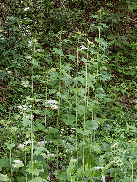 Arnoglossum atriplicifolium (Pale indian plantain) #66842