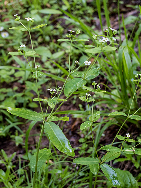 Euphorbia corollata (Flowering spurge) #66844