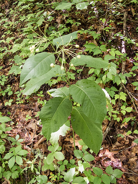 Asclepias exaltata (Poke milkweed) #66849