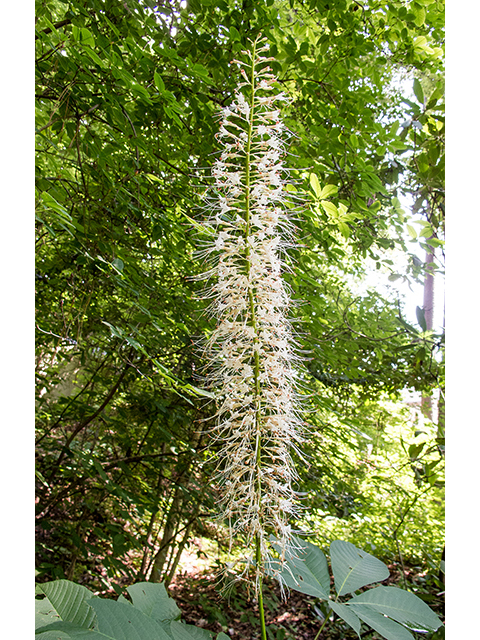 Aesculus parviflora (Bottlebrush buckeye) #66861