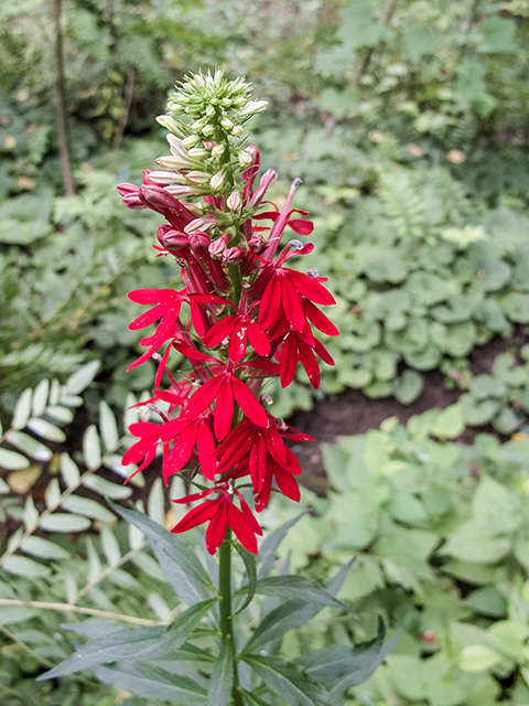 Lobelia cardinalis (Cardinal flower) #66870
