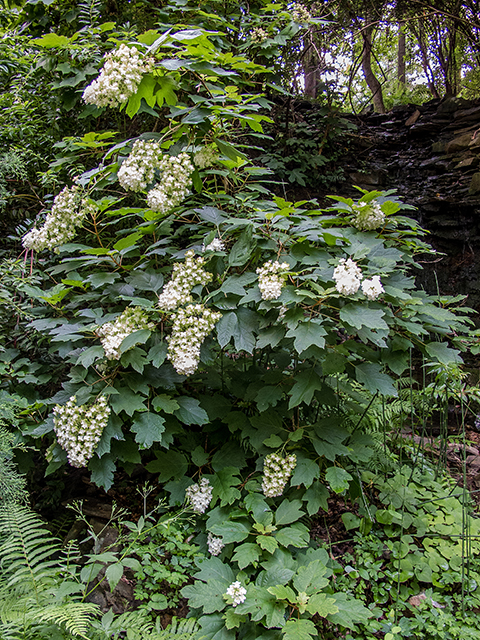 Hydrangea quercifolia (Oakleaf hydrangea) #66871